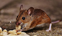 24 Hour & Emergency Exterminators in Blackfoot, MT